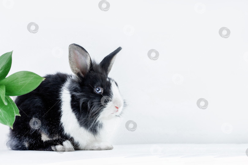 Скачать Маленький кролик голландской породы черно-белого окраса на белом фоне с листьями. Домашние животные. Пасхальный кролик фотосток Ozero