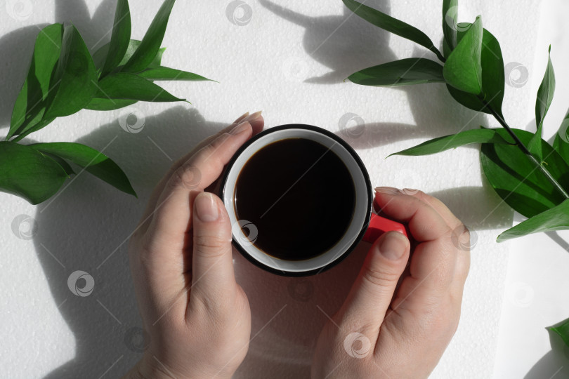 Скачать Руки, держащие свежий утренний кофе в красной кружке, на белом столе с зелеными листьями, с резкими тенями. Концепция кофе или завтрака. фотосток Ozero