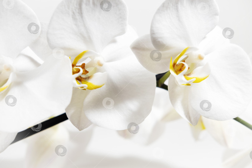 Скачать Цветы белой орхидеи крупным планом на белом фоне. Цветочный белый фон. Домашние тропические растения. фотосток Ozero