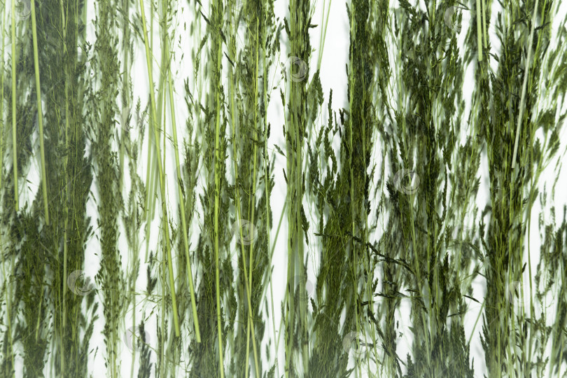 Скачать Зеленый травянистый фон из сорняков или полевых растений. Зеленые веточки травы на белом фоне. фотосток Ozero