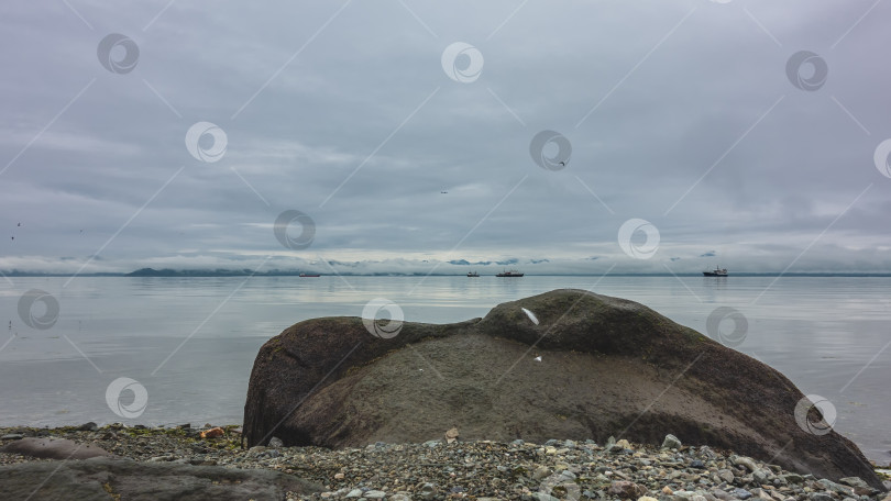 Скачать На галечном пляже лежит огромный мокрый валун, а на нем перо. фотосток Ozero