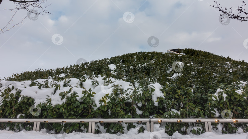 Скачать Холм, поросший зеленым кустарником, покрыт снегом. фотосток Ozero