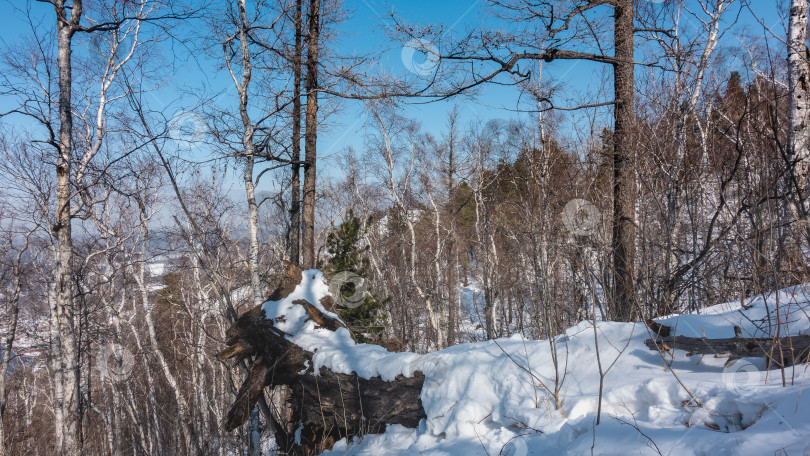 Скачать Зимний лес покрыт снегом.  В сугробе лежит упавшее дерево. фотосток Ozero