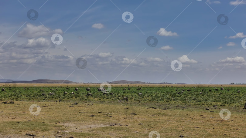 Скачать На зеленой траве африканской саванны пасется множество диких животных\ фотосток Ozero