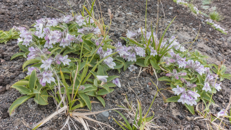 Скачать Низкорослое альпийское растение Penstemon frutescens растет на каменистой почве. фотосток Ozero