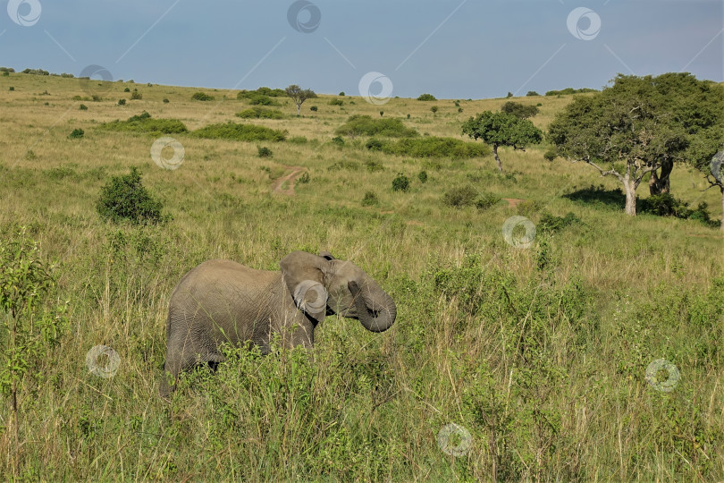 Скачать Слоненок прогуливается по африканской саванне. фотосток Ozero