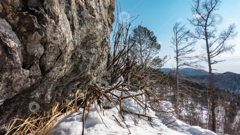 Скачать Сухая трава пробивается из-под снега у подножия гранитного утеса. фотосток Ozero