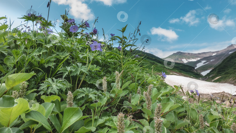 Скачать На склонах гор есть участки растаявшего снега. На переднем плане - сочная зеленая трава, полевые цветы. фотосток Ozero