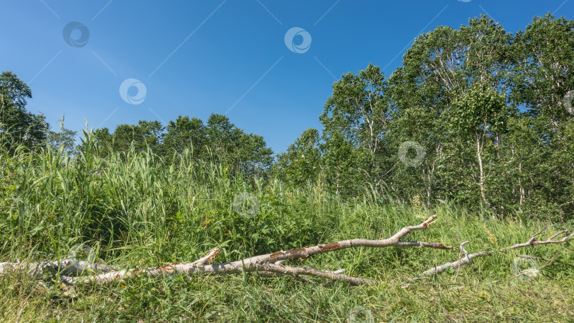 Скачать Солнечный летний день. На лесной поляне, среди сочной травы, лежит сломанная сухая ветка. фотосток Ozero