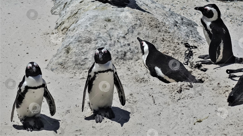 Скачать Группа африканских пингвинов на пляже Боулдерс в Кейптауне. фотосток Ozero
