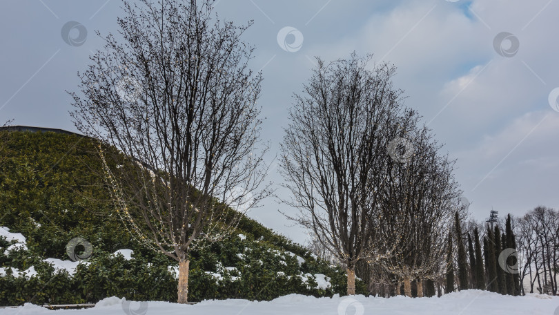 Скачать Городской парк зимой. Холм покрыт вечнозелеными кустарниками. фотосток Ozero