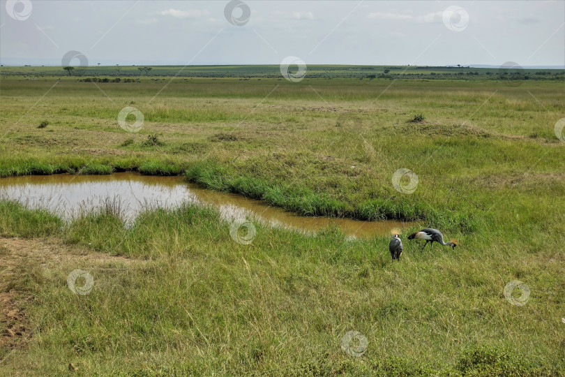 Скачать В африканской саванне, среди зеленой травы, пасутся два венценосных журавля фотосток Ozero
