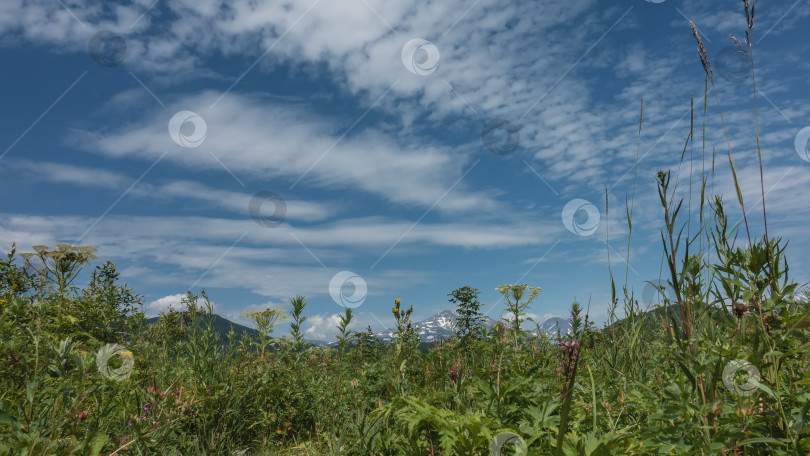 Скачать На лугу растут полевые цветы и сочная зеленая трава. фотосток Ozero