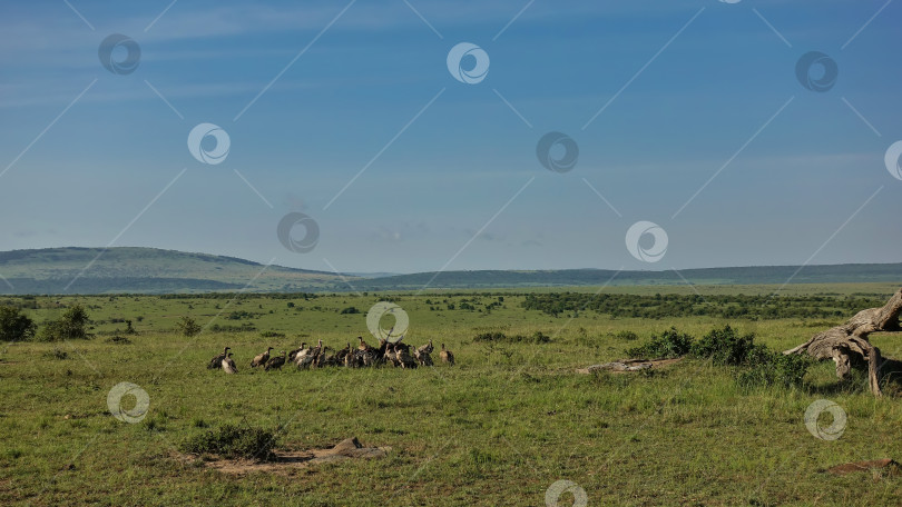 Скачать На зеленой траве бескрайней саванны группа стервятников-падальщиков собралась у мертвой антилопы гну. фотосток Ozero