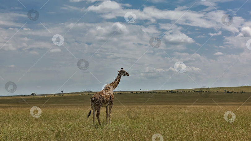 Скачать Одинокий жираф стоит в бескрайней африканской саванне. фотосток Ozero