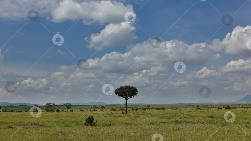 Скачать Типичный пейзаж африканской саванны. фотосток Ozero