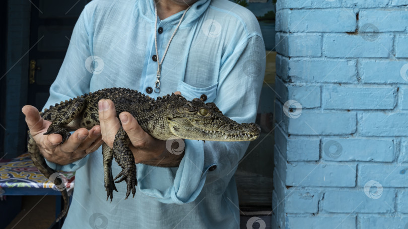 Скачать Мужчина держит в руках детеныша крокодила. фотосток Ozero