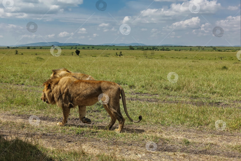 Скачать Два диких взрослых льва идут бок о бок по тропинке в африканской саванне. фотосток Ozero