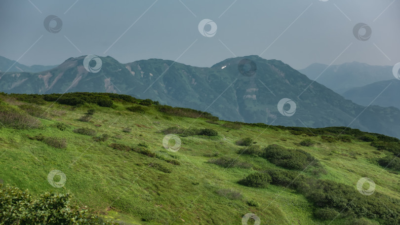 Скачать На склоне холма видна зеленая растительность: трава и кустарники. фотосток Ozero