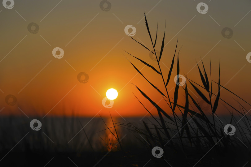 Скачать вид на море на закате сквозь траву фотосток Ozero