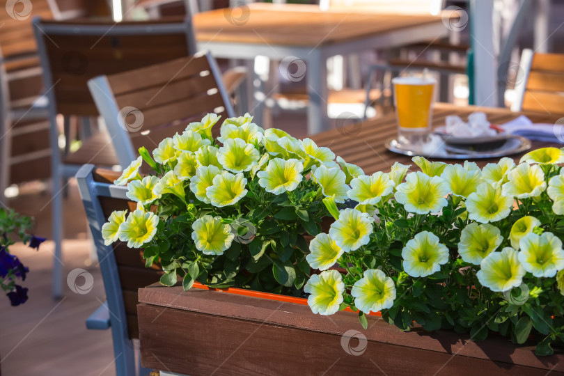 Скачать Летнее кафе и летние цветы фотосток Ozero