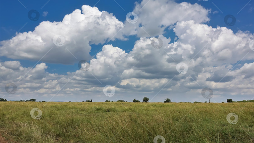 Скачать Бескрайняя африканская саванна покрыта зеленой травой. фотосток Ozero