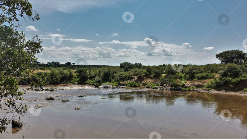 Скачать Африканская река Мара течет спокойно. \Кения. Парк Масаи Мара фотосток Ozero