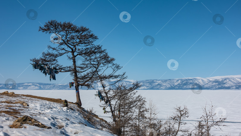 Скачать На заснеженном склоне холма стоит голое дерево. фотосток Ozero