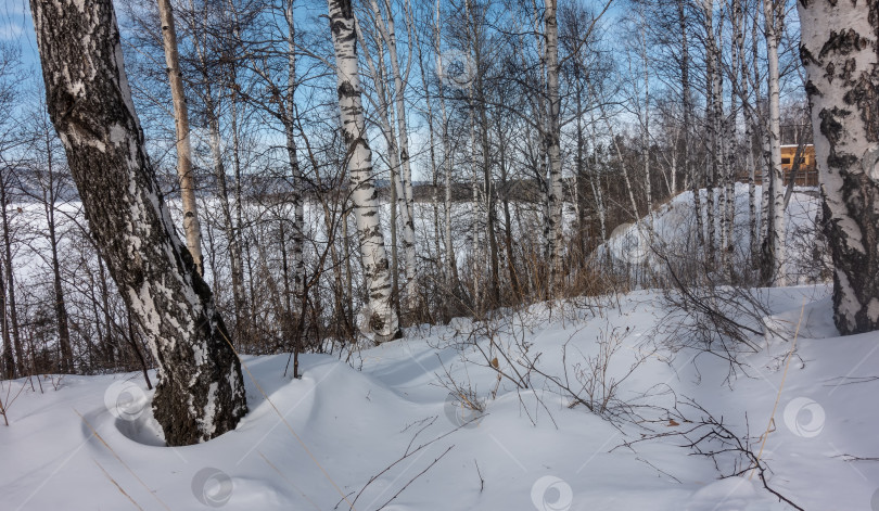 Скачать Зимняя березовая роща. Сугробы снега вокруг белых стволов. фотосток Ozero