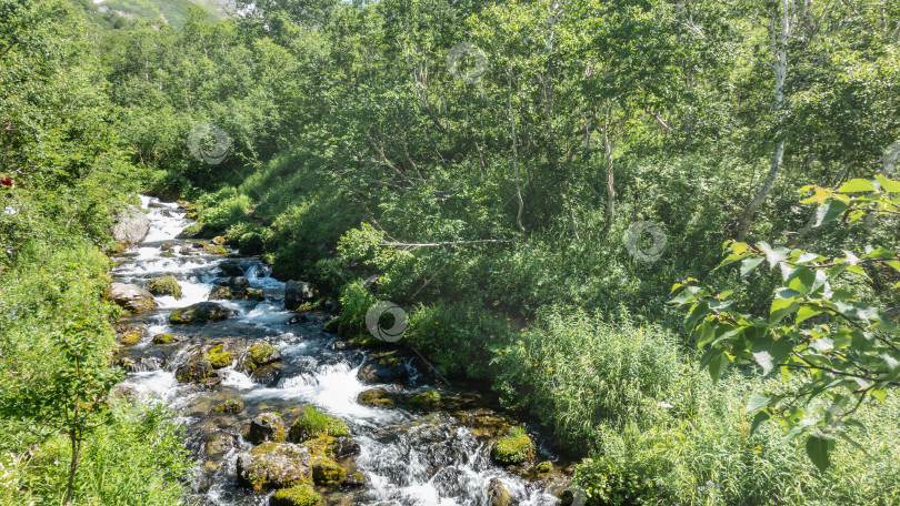 Скачать Ручей протекает в лесу. Брызги и пена на камнях. фотосток Ozero
