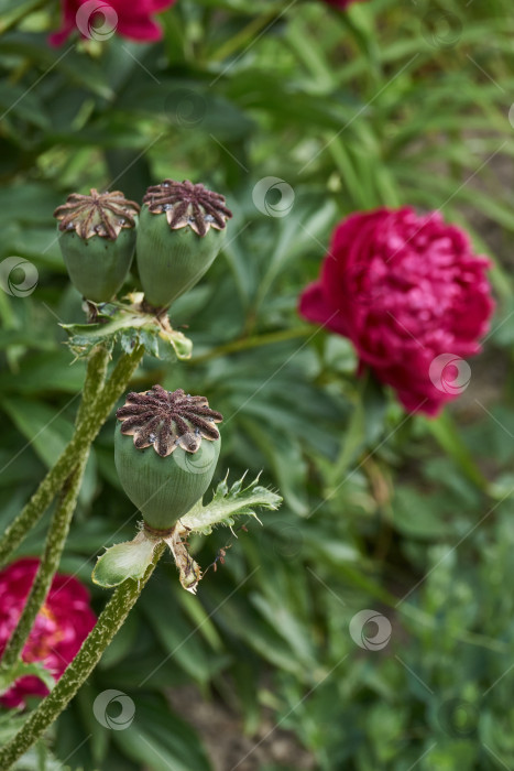 Скачать В саду отцвел декоративный мак (лат. Papaver). фотосток Ozero