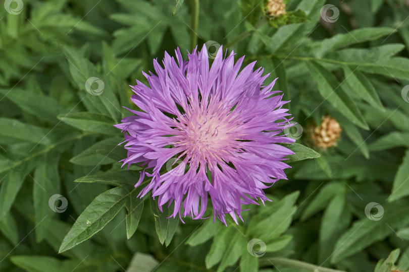 Скачать Луговой василек (лат. Centaurea jacea) цветет в саду. фотосток Ozero