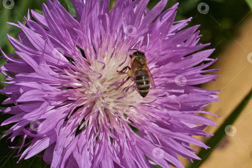 Скачать Пчела (лат. Anthophila) собирает нектар и пыльцу с цветов. фотосток Ozero