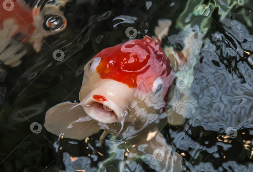 Скачать Рыба кои плавает в пруду фотосток Ozero