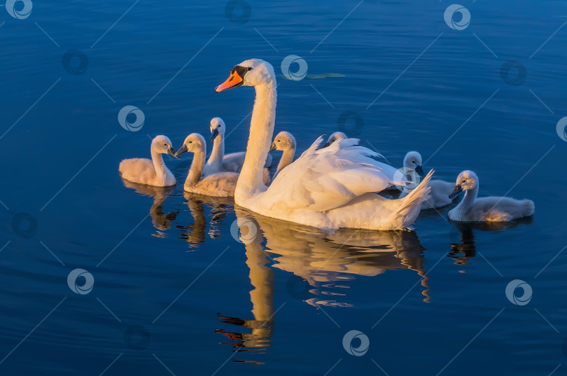 Скачать Лебединая семья на голубом озере фотосток Ozero