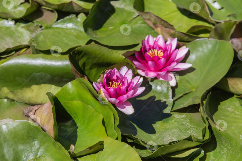 Скачать Красные водяные лилии, окруженные листьями на воде фотосток Ozero
