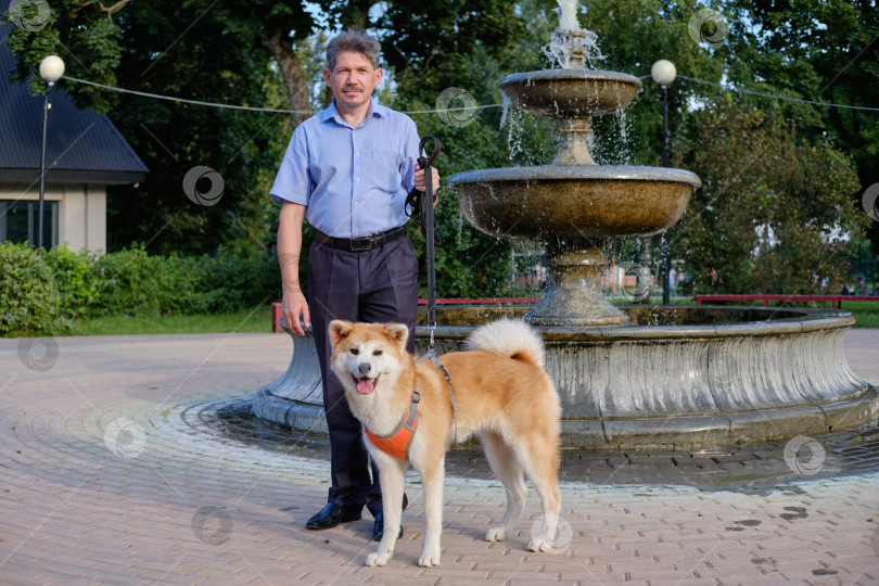 Скачать Взрослый мужчина гуляет с собакой породы акита в городском парке. фотосток Ozero