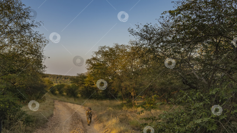 Скачать Красивый бенгальский тигр спокойно прогуливается по грунтовой дороге во время сафари в джунглях. фотосток Ozero