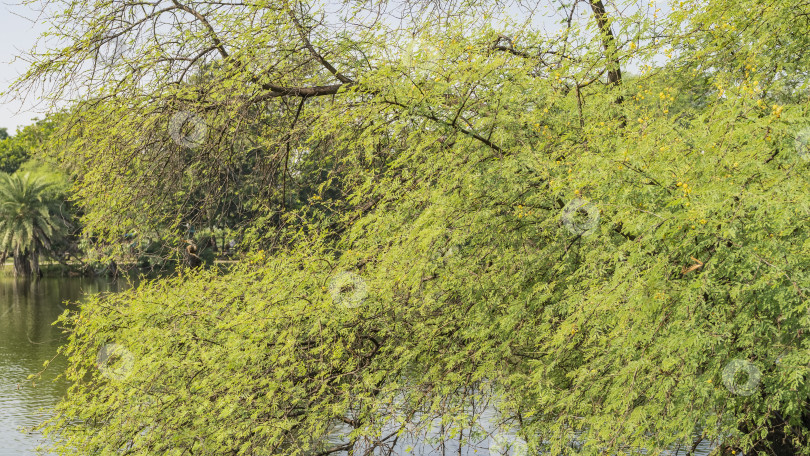 Скачать Раскидистое дерево склонялось над озером. Индийская птица-дротик Anhinga melanogaster прячется на ветвях фотосток Ozero