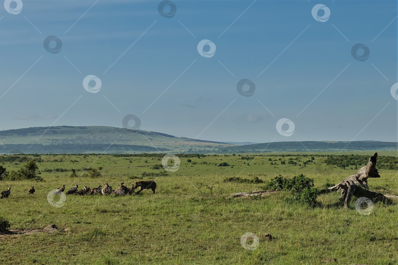 Скачать В африканской саванне стервятники и гиены лакомятся мертвым животным. фотосток Ozero
