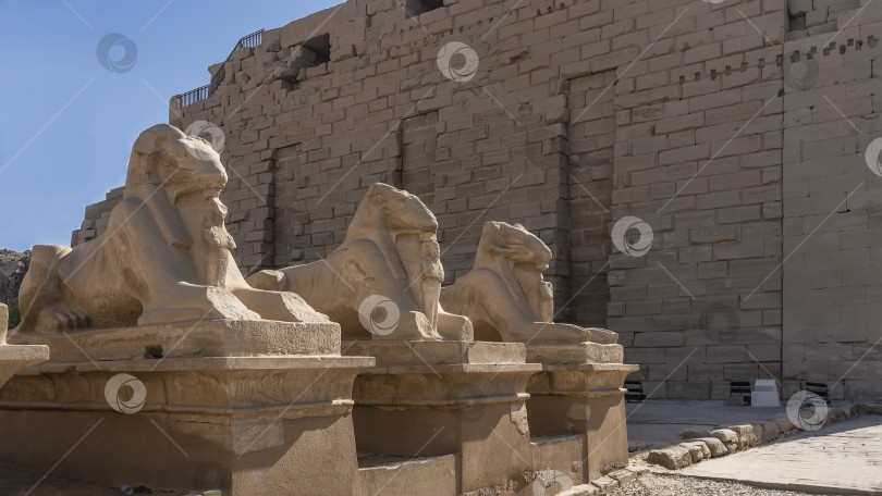 Скачать Древнеегипетские скульптуры сфинксов стоят в ряд на пьедесталах. фотосток Ozero