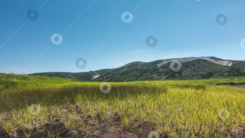 Скачать Летний луг покрыт сочной зеленой травой. фотосток Ozero