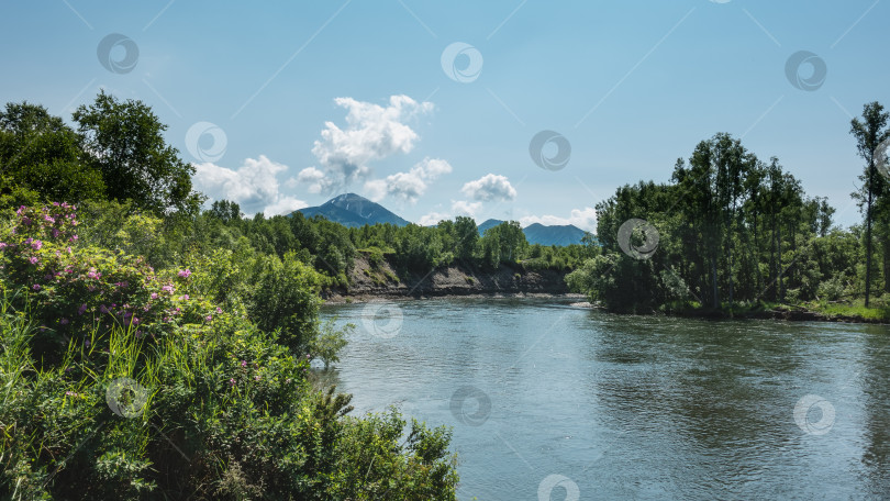 Скачать На берегах спокойной реки - пышная зеленая растительность, полевые цветы. фотосток Ozero