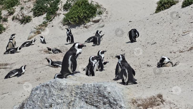 Скачать Дикие африканские пингвины живут на пляже Боулдерс в Кейптауне. фотосток Ozero