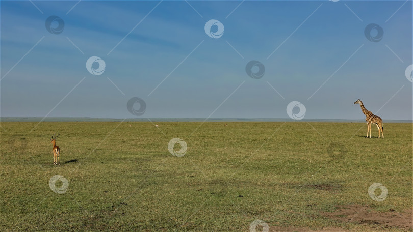 Скачать Жираф и антилопа импала стоят в бескрайней африканской саванне, глядя вдаль. фотосток Ozero