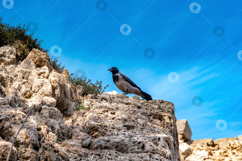 Скачать ворона сидит на камне древних руин на фоне неба фотосток Ozero