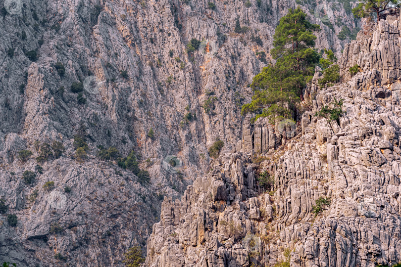 Скачать горный пейзаж - сосны среди скалистых утесов фотосток Ozero