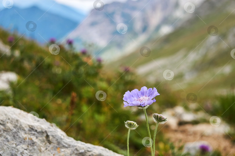 Скачать голубой цветок кавказской подушечки для булавок (Scabiosa caucasica) фотосток Ozero