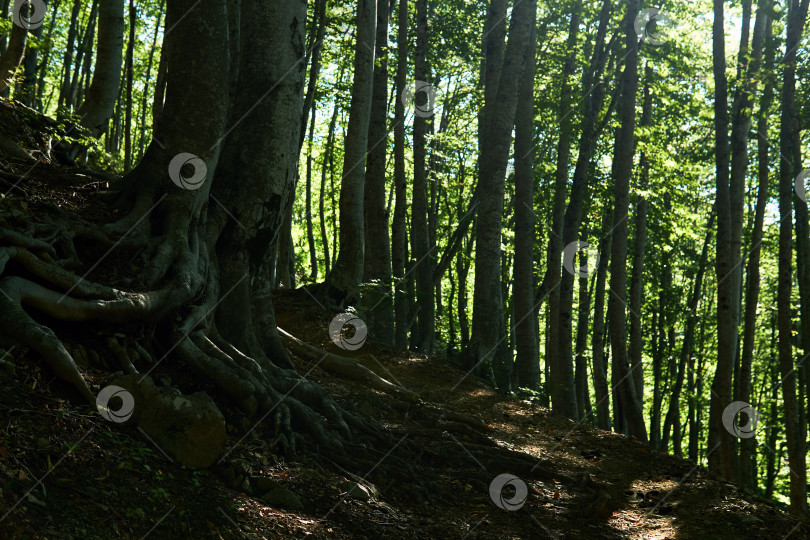 Скачать корни старого бука, растущего вдоль горной тропинки в лесу фотосток Ozero