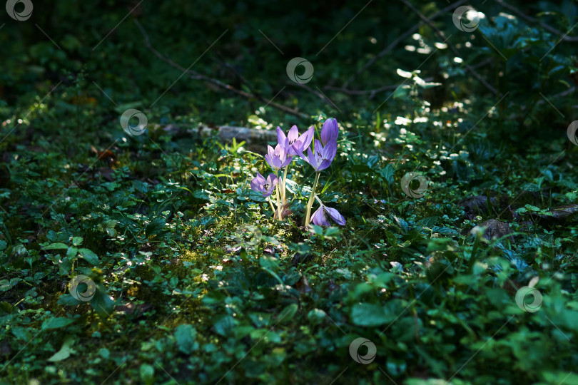 Скачать осенние цветы крокуса, освещенные солнечным лучом в тенистом подлеске фотосток Ozero